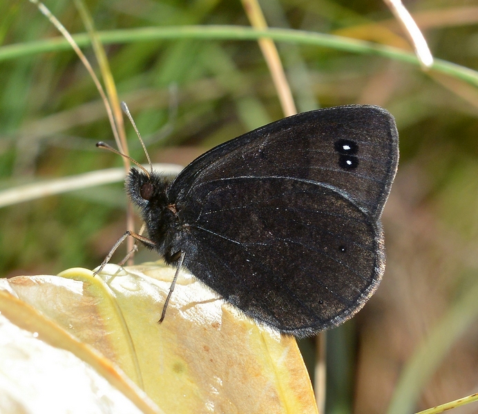 Erebia melas